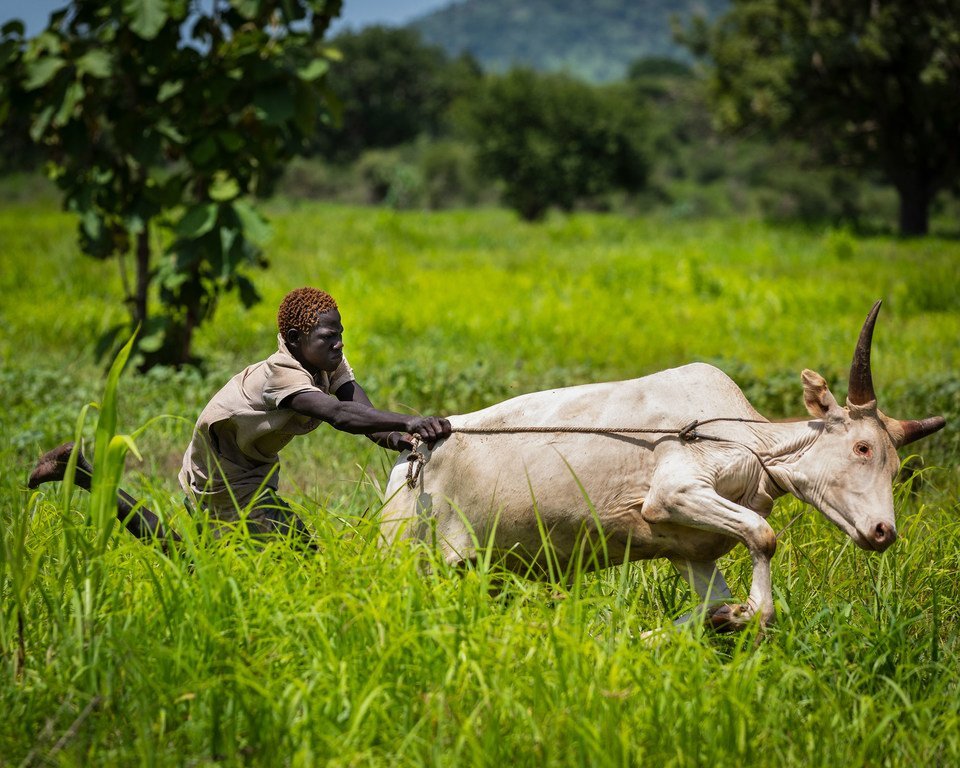 Involving young people in South Sudan in farming activities may prevent them from taking up arms.